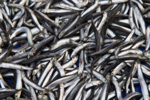 anchovies small-fish-omega-oil-sources